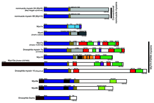 Figure 1. Bar diagrams of myosin heavy chains that have roles in cell junctions in vertebrates and/or Drosophila. See the text for descriptions of the different myosins and their key structural features.