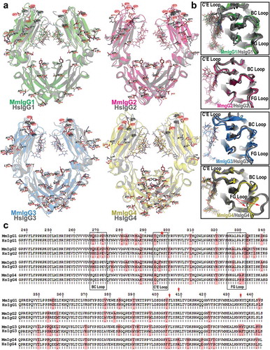 Figure 3. Structural comparisons of the Rhesus macaque and human Fcs. (a) Pairwise comparisons of the overall structures shown in a ribbon diagram with the two heavy chains (CH2-CH3 domains) in lighter and darker shades of green (MmIgG1), pink (MmIgG2), blue (MmIgG3) and yellow (MmIgG4) overlaid on their human counterpart in grey. The sugars attached to N297 are shown as sticks and side chains for residues that differ between macaque and human shown as balls and sticks colored by atom type (backbone color for carbon; red for oxygen and blue for nitrogen). Residues in the BC, C’E, and FG loops known in human to contribute to the Fcγ receptor binding are highlighted by color-matched circles. The same color scheme is used in remaining panels. (b) The conformation of C’E, BC, and FG loops among CH2 domains of the Fcs. (c) Pairwise sequence alignment of the four subtypes of macaque and human IgG Fc. Residues that are different between macaque and human are shaded in pink. The C’E, BC, and FG loops are in boxes. Residue N297 is indicated with a red star and residues at positions 405, 410 and 435 are indicated by a red arrow.