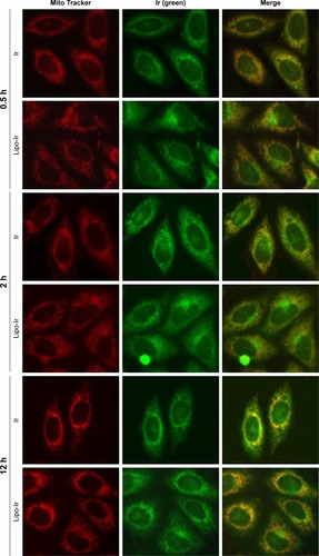 Figure 3 Assay of Ir and Lipo-Ir at the location of mitochondria.Abbreviations: Ir, iridium; Lipo-Ir, Ir-loaded PEGylated liposomes; PEG, polyethylene glycol.