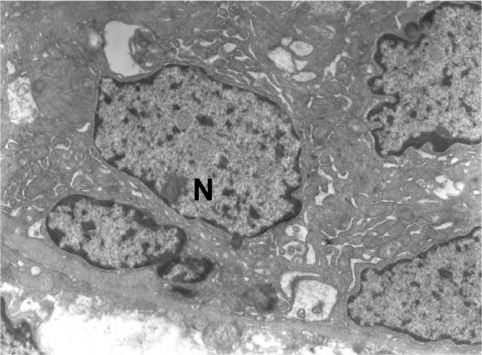 Figure 4 Exocrine acini of pancreas, with administration of somatostatin.
