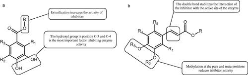 Figure 15. a) Potential groups engaged in an interaction hydroxybenzoic acid-tyrosinase and b) Potential groups engaged in an interaction hydroxycinnamic acid-tyrosinase.