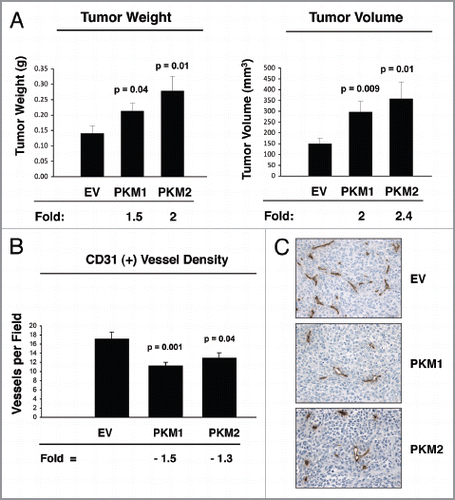 Figure 8 Fibroblasts overexpressing PKM1 and PKM2 promote breast cancer tumor growth, with decreased angiogenesis. (A) Tumor growth. We used a xenograft model employing MDA-MB-231 breast cancer cells co-injected with either EV, PKM1 or PKM2 fibroblasts into the flanks of athymic nude mice. Tumor weights and volumes were measured at 4 weeks post-injection. Note that fibroblasts overexpressing PKM2 greatly promote tumor growth, resulting in a 2-fold increase in tumor weight, and a 2.4-fold increase in tumor volume. Similarly, fibroblasts overexpressing PKM1 augment tumor growth, inducing a 1.5-fold increase in tumor weight, and a 2-fold increase in tumor volume. P values are as shown. n = 10 tumors per experimental group. (B and C) Tumor Angiogenesis. Tumor frozen sections were cut and immuno-stained with anti-CD31 antibodies. (B) Vascular density (number of vessels per field) quantification. Note that a significant decrease (1.3- to 1.5-fold) in vessel density was observed, suggesting that the tumor promoting effects of fibroblasts harboring PKM1 or PKM2 are independent of angiogenesis. P values are as shown. (C) Representative images of CD31 immuno-staining. Original magnification, 40×.