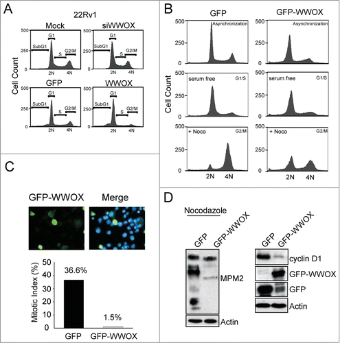 Figure 3. WWOX-mediated cell growth inhibition is through G1 arrest. (A) The cell cycle phases are analyzed by flow cytometer in 22Rv1 cell (Mock, GFP, WWOX-overexpressed and WWOX-silenced). The number of WWOX-overexpressed cell increase in G1 and reduce in G2/M phase compare to GFP-expressed cell. (B) GFP-expressed and WWOX-overexpressed 22Rv1 cells were starved to synchronize in G1 phase followed by nocodazole treatment for 14 hours to trigger cell into mitosis. Cells were harvested to determine cell cycle distributions by flow cytometry as shown in cell count vs DNA content profiles of the cells. (C) The GFP and GFP-WWOX plasmid were transfected into 22Rv1 cell and mitotic cells with GFP fluorescence were counted. The mitotic index indicate the percentage of mitotic cells. (D) Cyclin D1 and MPM2 protein expression were detected in GFP-expressed and WWOX-overexpressed 22Rv1 cells with or without nocodazole treatment.