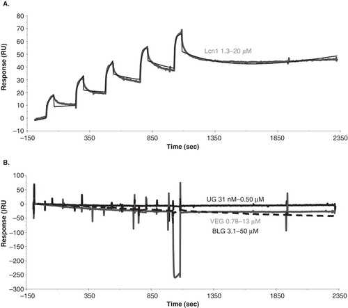 Figure 4. LIMR is a specific receptor for Lcn1, and does not exhibit high affinity for pVEG, UG or BLG. (A) SPR response curve (grey) showing the binding of Lcn1 to LIMR in a single cycle kinetics experiment, injecting 5 times 60-second (30 μl) pulses of a 2-fold concentration range of Lcn1 (1.3, 2.5, 5.0, 10, 20 μM), followed by a long dissociation phase. The response curve was fitted (black) to derive kinetic parameters from the data (Table I). (B) SPR response curves showing the binding of UG (black, up to 0.5 μM), pVEG (grey, up to 13 μM) and BLG (black dashed, up to 50 μM) to LIMR in single cycle kinetics experiments. None of these proposed ligands interact with the receptor. The presence and activity of LIMR on the chip surface was confirmed after each experiment by injection of Lcn1, which bound as expected in all cases. Doubly corrected data are shown in both panels, after subtraction of the signal from a reference flow cell, and of the signal from 5 times 60-second pulses of buffer injection over the receptor flow cell.