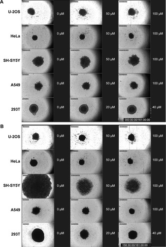 Figure 3 Still shots of five spheroid cell lines after CDDP treatment.