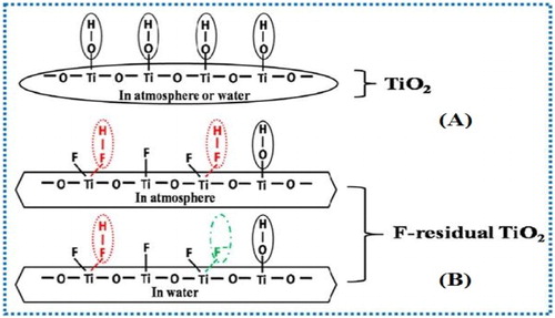 Figure 9. Schematic illustration for the surface structure of unmodified (A) and HF modified TiO2 in atmosphere and water (B). Adapted from reference ( Citation36) with permission. Copyright 2013, American Chemical Society.