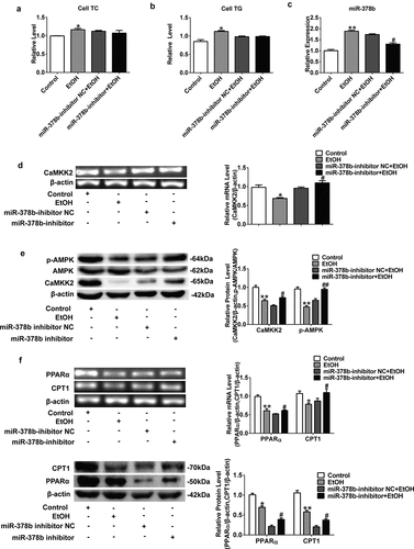 Figure 4. Suppression of miR-378b improved lipid metabolism in L-02 cells. (a) The TC levels in L-02 cells. (b) The TG levels in L-02 cells. (c) The expression level of miR-378b in L-02 cells. (d) The mRNA expression level of CaMKK2 in L-02 cells. (e) Western blot analysis of the protein expression of CaMKK2 and p-AMPK/AMPK protein ratio. (f) The mRNA and protein expression levels of PPARα and CPT1. (g) The mRNA and protein expression levels of FASN and SREBP1c. (h) Western blot analysis of the p-ACC/ACC protein ratio. All data are expressed as the mean ± SD of at least three separate experiments. *p < 0.05, **p < 0.01 vs. control. #p < 0.05, ##p < 0.01 vs. miR-378b-inhibitor NC