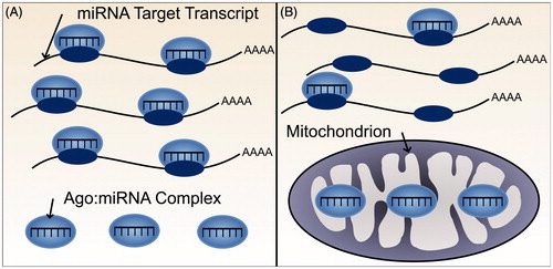 Figure 6. Subcellular localization of miRNAs, and other components of the miRNA silencing pathway could alter the extent of miRNA-mediated repression and thus potential for ceRNA crosstalk. (A) Both miRNA target transcripts and AGO:miRNA complexes are localized throughout the cytoplasm. The miRNA, therefore, is able to bind and repress its target transcripts. (B) The miRNA target transcripts are localized throughout the cytoplasm but AGO:miRNA complexes are predominantly localized elsewhere, for example, within mitochondria. Consequently, miRNA-mediated repression of the target transcript would be minimal (see color version of this figure at www.tandfonline.com/ibmg).