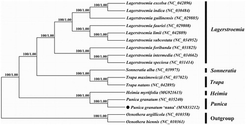Figure 1. Phylogenetic tree based on chloroplast genome sequences of 15 Lythraceae species with two Onagraceae species as outgroups. Numbers above branches indicated the bootstrap value of NJ (left) and BI (right) methods.