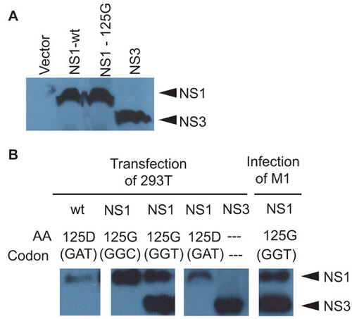 Figure 5 Synthetic production of NS3. (A) In vitro expression of wt and 125G(GGT) NS1 and NS3 from coupled T7 transcription and reticulocyte translation of expression plasmids or empty vector in the presence of 35S labeled methionine and cysteine. Cell lysate was collected and used for SDS–PAGE and autoradiography. (B) Immunoblots for NS1 in transfected 293T cells with NS1 (wt, 125G(GGT) or 125G(GGC) mutants) or NS3 expression plasmids. Cell lysate was collected 24 h post-transfection. Control immunoblot is shown for endogenous NS1 and NS3 proteins in M1 cells infected with mutant NS1.