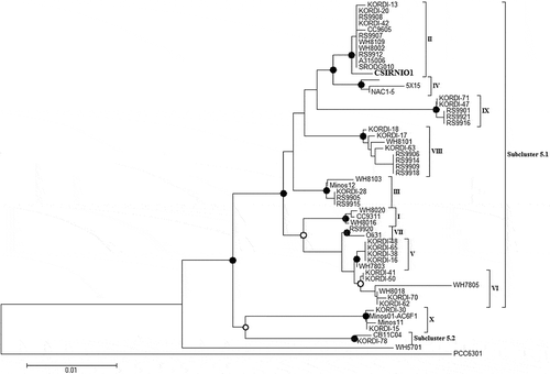 Fig. 3. Neighbour-joining phylogenetic tree of 16S rDNA gene sequences of Synechococcus strains. Clade designations follow the nomenclature of Fuller et al. (Citation2003) and Choi & Noh (Citation2009). Bootstrap values above 40% are shown. Closed circles represent bootstrap values of 70-100%, open symbols represent 40–70%. Synechococcus sp. CSIRNIO1 has 99% similarity to other strains of the clade II Synechococcus PCC6301 used as the root. Scale bar, 0.01 nucleotide substitutions per site.