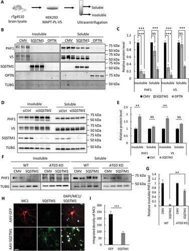 Figure 2. SQSTM1 targets insoluble mutant MAPT species in vitro. (a) Experimental scheme of seeding-based cellular assay. Brain lysate from rTg4510 mice was added into the medium of HEK293 cells expressing MAPT-PL-V5, which was followed by ultracentrifugation of cell lysate into soluble and insoluble fractions. (b) Representative western blot image of PHF1 and V5 mutant MAPT in soluble and insoluble fractions harvested from the HEK293 cells transfected with empty vector (CMV), or a plasmid encoding SQSTM1 or OPTN. SQSTM1 and OPTN overexpression was confirmed using their respective antibodies. (c) Quantification of (b) demonstrating potent inhibition of both soluble and insoluble mutant MAPT by OPTN while significant reduction of only insoluble mutant MAPT was seen in SQSTM1 transfected cells. (d) Representative western blot image of PHF1 MAPT by siRNA knockdown of SQSTM1 (siSQSTM1) in the MAPT-PL-V5 expressing HEK293 cells. SQSTM1 reduction was confirmed using the anti-SQSTM1 antibody. (e) Quantitative analysis of (d) showing increases of insoluble mutant MAPT. HEK293 cells transfected with non-targeting siRNA was used as a control in transfection studies. (f) Representative western blot image of PHF1-positive MAPT in soluble and insoluble fractions harvested from the WT and ATG5 KO HeLa cells. (g) Quantitative analysis of (f) showing an autophagy-dependent function of SQSTM1. (h) Representative images of immunostaining showing that SQSTM1 decreases insoluble mutant MAPT (MC1) in seeded primary rTg4510 mouse neurons. Images are shown in pseudocolor: Gray, DAPI; red, MC1; green, SQSTM1. Scale Bar: 20 μm. (I) Quantitative analysis of (h). TUBG was used as a loading control in all western blot analyses. Data are presented as relative levels of protein:TUBG and expressed as mean ± SEM (n = 3 of 3 experiments). NS, non-significant; **P ≤ 0.01; ***P ≤ 0.001.