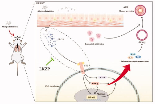 Figure 9. LKZP can improve the asthmatic symptoms through intervening with the IL-33/ST2-NF-kB/GSK3β/mTOR signalling pathway.