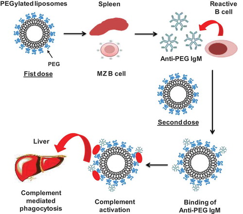 Figure 1. Representation of the sequence of events leading from anti-PEG IgM induction to accelerated clearance of PEGylated liposomes.