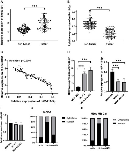 Figure 1 (A) LINC00461 expression in 168 paired BC and adjacent non-tumor tissues by RT-qPCR. (B) miR-411-5p expression in 168 paired BC and adjacent non-tumor tissues by qRT-PCR. (C) Correlation between LINC0041 and miR-411-5p. (D) Expression of LINC00461 in MCF-7 and MDA-MB-231 cell lines. (E) Expression of miR-411-5p in MCF-7 and MDA-MB-231 cell lines. (F) Expression of miR-491 in MCF-7 and MDA-MB-231 cell lines. (G) Subcellular localization of LINC00461 in MCF-7 cell lines. (H) Subcellular localization of LINC00461 in MDA-MB-231 cell lines. Data represent the mean ± SD. ***P <0.001. The experiments were independently repeated at least three times.