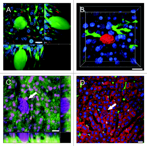 Figure 6. Visualization of the sinusoidal architecture aids in analysis of the Plasmodium infected liver. (A) Optical xy-xz-yz slice view of a 42 h PyXNL-GFP LS in a Tie2-GFP mouse liver. Despite expression of the same green fluorescent protein, endothelia can readily be distinguished from the large LS (arrows). Kupffer cells were identified by phagocytic uptake of dextran-rhodamine (red). (B) 3D reconstruction showing a 42 h PyXNL-DsRed LS (red) surrounded by dendritic cells (green) in a CD11c-EYFP mouse liver. Nuclei are blue (Hoechst). (C) Optical xy-xz-yz slice view of a non-fluorescent 42 h PyXNL-wt LS in a DsRed mouse liver. The parasite is identifiable by the large number of small blue merozoite nuclei (Hoechst). The sinusoidal architecture was visualized by IRR (green) using 40% output power of a 633 nm HeNe laser and PMT set to 630–750 nm. DsRed fluorescence is most pronounced in hepatocytes. See Figure S2 for individual color channels. (D) A non-fluorescent 42 h PyXNL-wt LS in a lysM-EGFP mouse with green Kupffer and myelomonocytic cells. Hepatocytes are red (MitoTracker). The small punctate merozoite nuclei of the mature LS can readily be distinguished from the much larger hepatocyte nuclei (both stained blue with Hoechst). Scale bars 20 µm.