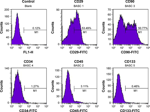 Figure S1 Flow cytometric analysis of BADSCs.Note: The cells are positive for CD29 and CD90 for characteristic of mesenchymal stem cells, but negative for CD34, CD45, and CD133.Abbreviations: BADSCs, brown adipose-derived stem cells; FITC, fluorescein isothiocyanate; M1, number of positive cells.