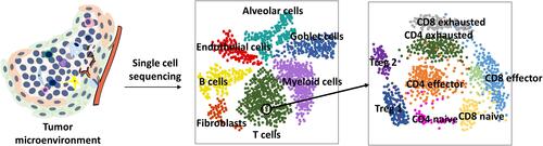 Figure 3 Single-cell sequencing makes it accessible to analyze every single cell in the TME and it can delineate different cell types in the TME more minutely. It can even provide detailed information on subgroups of a group of cells in the TME.