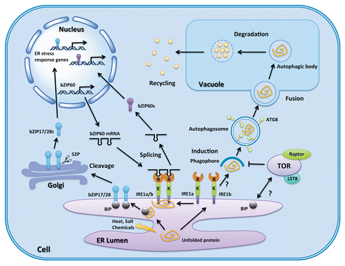 Figure 1. Autophagy and ER stress regulation pathways in plants. A general schematic of autophagy and the UPR under ER stress is shown. ER stress is caused by disturbance of protein folding, and two branches of the UPR are induced by unfolded or misfolded protein aggregates in the ER lumen. The first pathway starts when BIP recognizes and binds to unfolded or misfolded proteins, which activates bZIP17 or bZIP28 to translocate to the Golgi and be cleaved by S2P. The cleaved bZIP17 or bZIP28 enters the nucleus and initiates ER stress response gene transcription. The second pathway begins with oligomerization of IRE1 and its binding to unfolded or misfolded protein. The activated IRE1 splices bZIP60 mRNA. Spliced bZIP60 mRNA is translated and enters the nucleus to begin transcription of ER stress response genes. IRE1b is also required for autophagy induction, although how it is involve in the activation process is still unknown. ATG8 is a key protein for autophagosome formation, and is also used as a marker to monitor autophagy. Autophagosomes then carry cargo to the vacuole where the outer membrane fuses with the vacuole membrane, and the inner membrane and cargo are degraded in the vacuole. Breakdown products are exported into the cytosol for reuse. bZIP17/28c, cleaved form of bZIP17 or bZIP28; bZIP60s, translated protein from IRE1-spliced bZIP60; R, ribonuclease domain of IRE1; K, kinase domain of IRE1; S2P, golgi-associated site 2 protease.