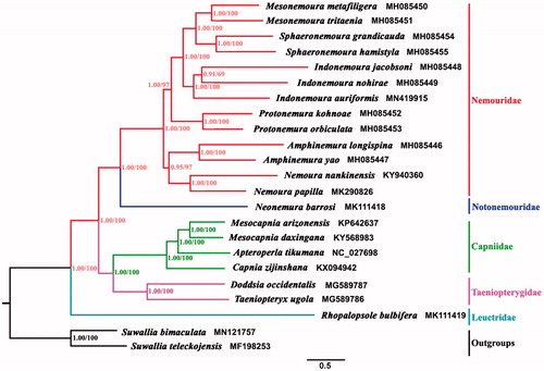 Figure 1. Phylogenetic analyses of Indonemoura auriformis based on the 13 protein-coding genes by BI and ML methods. The NCBI accession number for each species is indicated after the scientific name.