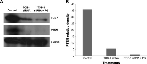 Figure 6 PTEN is an interacting partner for TOB-1 in MCF-7 cells.