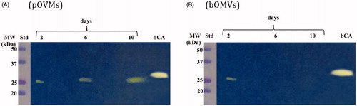 Figure 5. Hydratase activity on the polyacrylamide gel of OMVs produced by planktonic and biofilm phenotypes of Hp 190. The yellow band corresponds to the hydratase activity position on the gel. (A) Lysates of pOMVs; (B) lysates of bOMVs; Std, molecular markers; days, pOMVs or bOMVs after 2, 6 and 100 days; bCA, commercial bovine CA used as positive control.