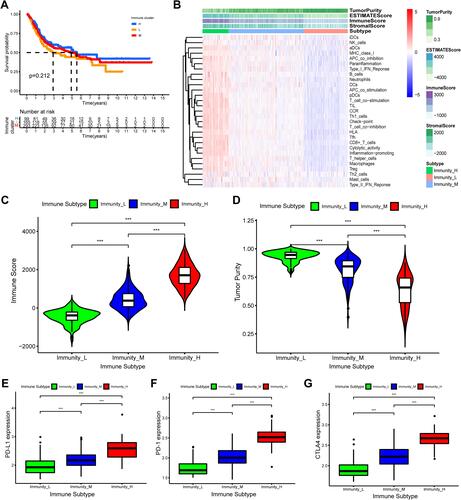 Figure 2 Hierarchical clustering of bladder cancer patients uncovered three immunophenotypes based on ssGSEA analysis. (A) The Kaplan–Meier survival curves of the three immunophenotypes (High, Mediate, Low) showed there were statistically insignificant differences among these three immune subtypes. (B) The heatmap showed the enrichment levels of 29 immune-associated infiltration cells in the three immune subtypes and immune infiltration characteristics obtained by ESTAMATE algorithm (including Stromal-Score, Immune-Score, Estimate-Score and Tumor-Purity). (C and D) The violin plot displayed the differences in Immune Score and Tumor Purity among the three immune clusters. (E–G) The boxplot showed the differential expression levels of immune checkpoint gene, including PD-L1 (E), PD-1 (F), CTLA4 (G) in the three immune subgroups, which showed that the expression of immune checkpoint genes in immune-High subgroup was significantly higher than the other subgroups. ***p < 0.001.