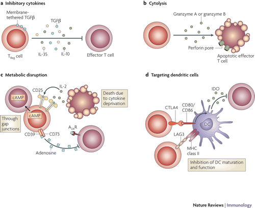 Figure 1.  Basic mechanisms used by Treg cells to modulate immunity. Depiction of the various regulatory T (Treg)-cell mechanisms centered around four basic modes of action. (A) Inhibitory cytokines include interleukin-10 (IL-10), IL-35, and transforming growth factor (TGF)-β. (B) Cytolysis dependent on the granzymes A and B, and perforin. (C) Metabolic disruption includes high-affinity CD25 also know and IL-2 receptor α-dependent cytokine deprivation-mediated apoptosis, cyclic AMP (cAMP)-mediated inhibition, and adenosine receptor 2A (A2AR)-mediated immunosuppression. (D) Targeting dendritic cells (DC) includes mechanisms that modulate DC maturation/function, such as lymphocyte-activation gene 3 (LAG3; also know as CD223)-MHC Class II-mediated suppression of DC maturation, and cytotoxic T-lymphocyte antigen 4 (CTLA4)-CD80/CD86-mediated induction of indoleamine 2,3-dioxygenase (IDO) which is an immunosuppressive molecule made by DC. (Reprinted with permission from Vignali et al., Citation2008).