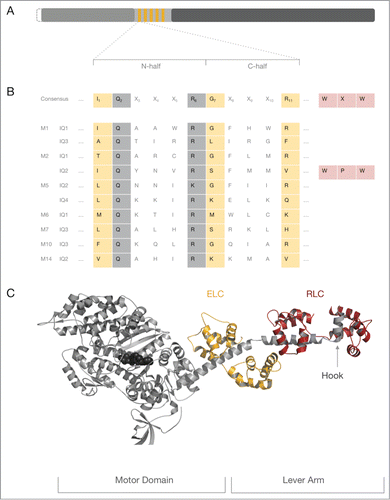 Figure 1. The myosin IQ motif in the heavy chain. (A) Schematic representation of a generic myosin heavy chain. The N-terminus of the heavy chain represents the catalytic motor domain (gray) that harbors the nucleotide binding site and the F-actin binding region. The central neck domain harbors the IQ motifs (orange). The C-terminal tail domain (dark gray) can contain a vast collection of domains and motifs that determine the oligomeric state of the heavy chain and interaction signatures with binding partners. The length of the myosin motor domain is very conserved, whereas the length of the myosin neck and tail domain varies considerably. Some myosins have an N-terminal extension of variable length prior to the motor domain which is indicated by the dashed line. (B) The top line represents the consensus IQ motif found in myosin heavy chains. Position 1 of the 11 amino acid long consensus IQ motif is critically occupied by a hydrophobic residue such as isoleucine (I), leucine (L) or valine (V) though methionine (M), phenylalanine (F) and lysine (K) and threonine (T) are found in some cases. Position 7 is ambiguous for several amino acids. Position 11 is preferentially occupied by a positively charged amino acid (arginine (R), histidine (H) or lysine (K)). Invariant residues are boxed in gray, ambiguous residues in peach. Non-boxed residues are highly variable. The WXW motif found in the hook region of conventional myosins-2 is colored in rose. Of note, the WXW motif is not part of the consensus IQ motif but crucial for the interaction of RLCs with the IQ2 in myosins-2 and therefore depicted for completeness. All other lines shown represent selected IQ motif found in conventional and unconventional myosin heavy chains discussed in this review. The abbreviations used are as follows: M1: IQ1 and IQ3 from human myosin-1C, M2: IQ1 and IQ2 from chicken striated muscle myosin-2; M5: IQ2 and IQ4 from budding yeast Myo2p; M6: IQ1 from pig myosin-6; M7: IQ3 from human myosin-7A; M10: IQ3 from human myosin-10; M14: IQ2 from P.yoelli. (C) Crystal structure of a prototypic myosin-2–2IQ fragment. Structural overview of the striated myosin-2–2IQ fragment from scallop (PDB ID: 1DFL). The myosin heavy chain is shown in gray cartoon representation, the nucleotide in black spheres. The associated ELC and RLC are represented in orange and cherry color, respectively. ELC and RLC bind distal from the globular motor domain to the IQ motifs of the neck domain. The myosin neck region and the associated light chains form the lever arm. The hook is indicated by a gray arrow.