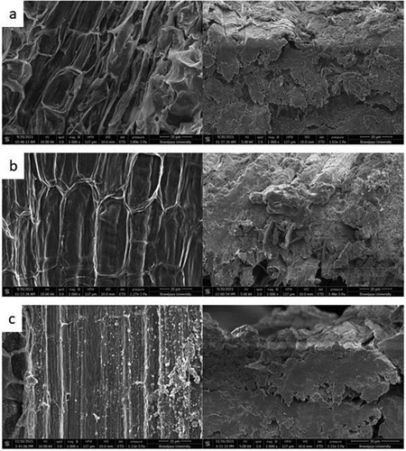 Figure 2. SEM image of the (a) untreated Muntingia fiber; (b) alkalized Muntingia fiber; and (c) bleached Muntingia fiber.