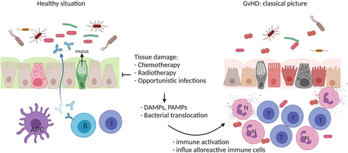 Figure 1. The classical picture of GvHD pathophysiology. Chemotherapy and/or radiotherapy (host conditioning) results in tissue damage, translocation of bacteria, and the release of damage-associated molecular patterns (DAMP) and pathogen-associated molecular patterns (PAMP), which activate host antigen-presenting cells (APC). APCs stimulate alloreactive donor lymphocytes (e.g. T cells (t)), which in turn produce inflammatory cytokines and recruit additional effector cells (e.g. neutrophils (n)) resulting in enhanced tissue damage and inflammation. Created with BioRender.com.