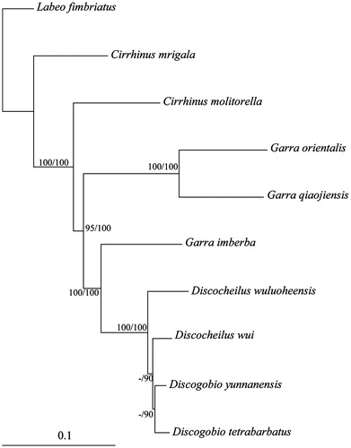 Figure 1. Molecular phylogeny of Discocheilus and the related species in Labeoninae based on complete mitochondrial genome. The phylogenic tree is constructed with maximum likelihood and Bayesian method. The nodal numbers are ML bootstrap and BPP values, respectively. Only values above 50% are given. The accession number for tree construction is listed as follows: Labeo fimbriatus (KP025676), Cirrhinus mrigala (JQ838173), Cirrhinus molitorella (KF160921), Garra imberba (KM255666), Discogobio yunnanensis (KJ997760), Discogobio tetrabarbatus (KJ669372), Garra orientalis (JX290078), and Garra qiaojiensis (KF727438).