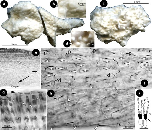 Figure 2. Thallis capensis gen. & sp. nov. Vegetative and spermatangial structures; a–b, tetrasporophyte with flattened multiporate conceptacle roofs (holotype); c–d, carposporophyte with conical uniporate conceptacles (syntype); e, thallus section showing a non-coaxial hypothallium (black arrow) with descending hypothallial (long black arrow) and ascending stratified perithallial filaments (white arrow) (isotype); f, thallus section showing a core of at least two or three cell layers (arrows) running parallel to the substratum and giving rise to ascending perithallial (p) and descending (d) hypothallial filaments (isotype); g, surface section showing elongate subepithallial cells (arrows), just divided (white arrowheads), supporting single epithallial cells (black arrowhead) (isotype); h, descending hypothallial filaments ending in wedge-shaped cells (arrowheads). Note the cell fusion (arrow) (isotype); i, spermatangial structures. SMCs (black arrow) cut off elongate spermatangia (arrowhead) which liberate spermatia (white arrow) (Keats and Maneveldt Citation1997, figure 7, reproduced with modifications). Abbreviations: perithallial filaments (p), descending hypothallial filaments (d).