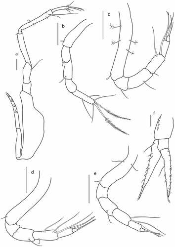 Figure 20. Eocuma olokunae sp. nov., non-ovigerous female, paratype (ZMBN 149207). a, Pereopod 1; b, pereopod 2; c, pereopod 3; d, pereopod 4; e, pereopod 5; f, uropod. Scale bars = 0.1 mm.