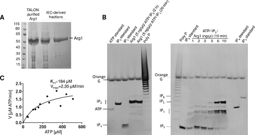 Figure 3. Purified Arg1 specifically phosphorylates IP3 to produce IP4 and IP5. (A) Recombinant Arg1 (49 kDa, including the His6  tag) was purified by TALON cobalt affinity chromatography followed by ion exchange chromatography (IEC). (B) Purified Arg1 (1–10 ng/µl reaction, as indicated) was incubated with ATP and IP3 and the reaction products analyzed by polyacrylamide gel electrophoresis and Toluidine Blue staining. Bands representing different IP species and ATP are indicated. (C) Kinetics of Arg1 activity. For these assays, purified Arg1 (20 ng) was incubated with ATP (50–500 µM) and 200 µM of IP3 in 10 µL reactions at room temperature for 0–30 min. The consumption of ATP was monitored using bioluminescence. The assay was performed twice, each time in triplicate. V: reaction velocity