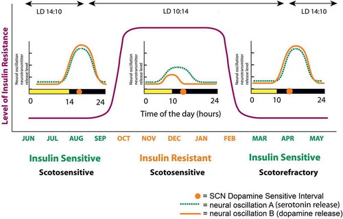 Figure 3. Circadian organization of the annual cycle of metabolism of a representative mammalian species.