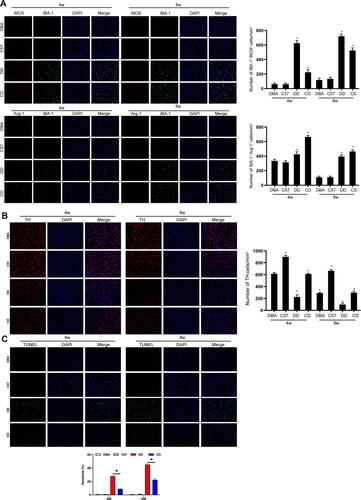 Figure 2 Comparison of the intracranial inflammation and neurodegeneration of mice in different groups. The results displayed that M1 type microglia were dominant in DBA/1 mice, M2 type microglia were relatively reduced, M1 type microglia were significantly increased in DD group compared with the control group, and the activation of microglia in SNpc tissues of DBA/1 mice was more than that in C57BL/6 mice (A). TH staining showed that the number of dopamine neurons in DBA/1 mice was significantly reduced compared with that in C57BL/6 mice (B). Tunel staining assay demonstrated that the apoptosis of substantia nigra neurons of DBA/1 mice was higher than that of C57BL/6 mice (C). *Indicated P<0.05. n=10.