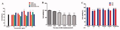 Figure 7. MTT assay to evaluate the effect of cell viability under different conditions. (A) Effects of different drugs on the viability of HaCaT cells at 20 μg/mL; (B) effects of different UVB radiation doses on the viability of HaCaT cells; (C) effect of different drug treatment time on the viability of HaCaT cells after UVB injury (n = 6, *compared with the normal group, ***p < .001; #compared to the UVB group, #p < .05, ##p < .01, ###p < .001).