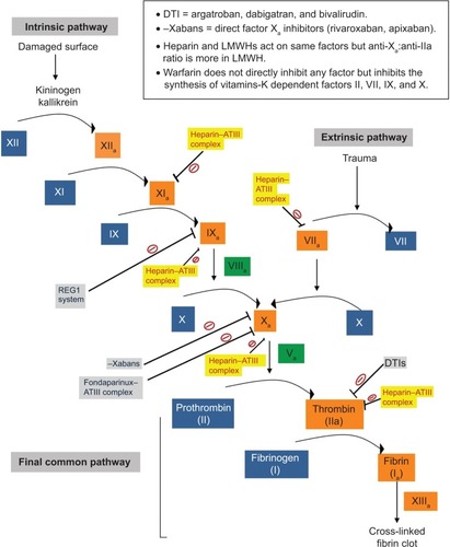Figure 2 An overview of mechanism of action of the anticoagulant drugs, showing their effects on various steps in the normal coagulation cascade.
