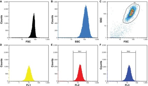 Figure 2 Flow cytometric analysis of SPION microbubbles. FSC shows size distribution (A and C) and SSC provides information about the surface (B and C), indicating a narrow size distribution and homogeneous surface. The different fluorescent lasers [FL1 (D) 536 ± 40 nm; FL2 (E) 590 ± 50 nm; FL3 (F) 675 nm] show that the dye is homogenously distributed among the SPION microbubbles.Abbreviations: FSC, forward scattering; SSC, sideward scattering; SPION, superparamagnetic iron oxide.