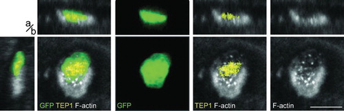 Figure 6. The actin hood and TEP do not co-localize. A live ookinete is exiting the invaded midgut epithelial cell and is covered by an actin hood (grey). Co-localization of TEP1 (yellow) and F-actin is not apparent: the hood is the strongest on the lateral parasite side towards to the basal side of the epithelium; in contrast, TEP1 is localized at the middle of the parasite. Presented are single x–y sections in the plane of the epithelium (large panels), as well as pseudo-cross-sections in the perpendicular (apical, basal, a/b) z axis, which are x–z (top) and y–z (left). Individual channels and channel overlays as indicated. Scale bar represents 5 μm.