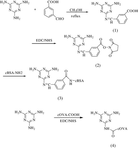 Figure 2. Synthetic procedure to prepare immunogen melamine-cBSA (3) and coating antigen melamine-cOVA (4).