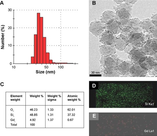 Figure 2 (A) Particle size distribution (by dynamic light scattering) and (B) morphological analysis (by transmission electron microscopy) of Gd silica nanoparticles, (C) energy-dispersive spectroscopic elemental analysis, and the corresponding elemental mapping of Si (D) and Gd (E).Abbreviations: Si, silica; Gd, gadolinium.