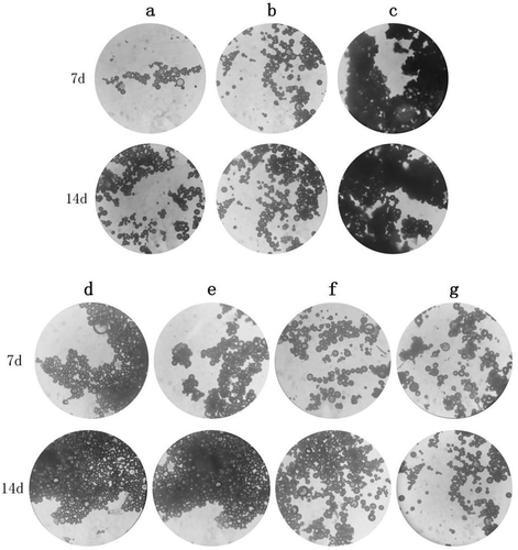 Figure 13. The optical microscope image of the microspheres injected in the experiment