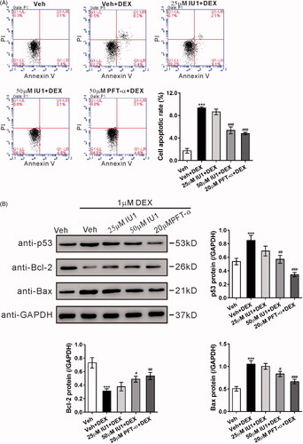 Figure 4. Upregulation of USP14 and p53 contributes to dexamethasone-induced apoptosis of MC3T3-E1 cells. MC3T3-E1 cells were pretreated with vehicle (Veh, DMSO), 25 μM IU1, 50 μM IU1, or 20 μM PFT-α for 1 h, and then with 1 µM dexamethasone (DEX) for 48 h. (A) Cell apoptosis was analyzed by flow cytometry. (B) Protein levels of p53, Bcl-2 and Bax were detected by western blotting. Representative blots from three experiments are shown. n = 3 independent experiments. ***p < .001 vs. Veh; #p < .05, ##p < .01, ###p < .001 vs. Veh + DEX.