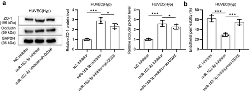 Figure 5. miR-152-3p facilitates endothelial permeability of HUVECs by downregulating DDX6 expression. (a) Protein levels of ZO-1 and occludin in cells with transfection of NC inhibitor, miR-152-3p inhibitor or miR-152-3p inhibitor + sh-DDX6 were examined by western blot analyses. each analysis was performed in thrice. (b) The rescue effect of DDX6 on the decrease in cell permeability induced by miR-152-3p inhibition was probed utilizing endothelial cell permeability in vitro assays. Each experiment was performed in thrice. *p < 0.05, ***p < 0.001
