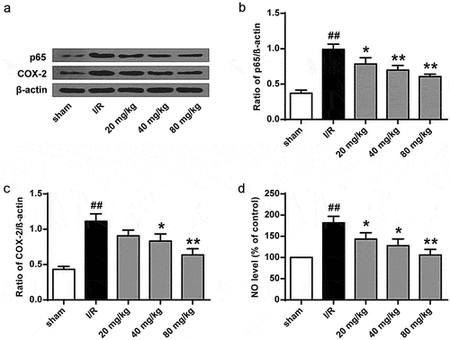 Figure 5. GJ inhibits inflammation in I/R rats. (a-d) MCAO/R rats were constructed and treated with GJ at indicated doses (n = 6). (a-c) NF-κB (p-p65), COX-2, and β-actin expression was measured. (d) NO levels were analyzed in rats. * P < 0.05, ** P < 0.01, ## P < 0.01. Data are presented as mean ± SD.