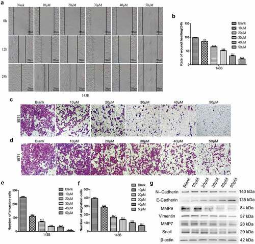 Figure 3. EGCG suppresses the metastatic ability of 143B cells. (a, b) The migratory capability of cells after treatment with EGCG for 0, 24 and 72 hours was detected by wound-healing tests. Magnification, ×100. The invasion (c, e) and migration (d, f) of 143B cells were detected by Transwell assays. Magnification, ×100. (g) After treatment with EGCG for 3 days, the expression of migration- and invasion-related proteins in 143B cells was detected by Western blotting. *p < 0.05, ** p < 0.01, and *** p < 0.001 vs. the blank group.