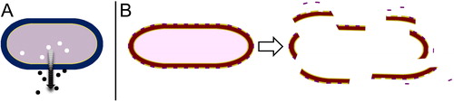 Figure 5. Exotoxins and endotoxins. (A) Exotoxins are diffusible proteins secreted into the surrounding medium by mostly gram-positive bacteria. (B) Classic endotoxins are part of the outer membrane of the cell wall of gram-negative bacteria. They are liberated upon lysis.