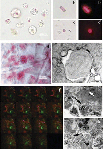 Figure 3 Symbiontic microorganisms inP. ficiformis observed at light (conventional and confocal) and electron microscope. a, autofluorescence (i.e. yellow, green or pink/purple) of symbiontic microorganisms inside the cells (arrows); b,c, phase contrast microscopy and b’,c’, fluorescence microscopy (512/560 nm filter) of microorganisms free in the culture medium; d, light microscope observation of the ectosome–bacteriocytes are present; e, TEM micrographs of a cyanobacteria with a typical tilacoid inside a bacteriocyte; f, confocal images of P. ficiformis. In the optical sections the red colour represents the fluorescence of the autotrophic microorganisms mainly localised in the external part of the sponge (arrow). The green colour represents the fluorescence of eterotrophic microorganisms mainly localised in the inner part of the sponge (asterisk); g, TEM micrographs of isolated P. ficiformis bacteriocytes containing microorganisms inside the vacuole (black arrows) and free in the cytoplasm (white arrow); h, archeocytes with electron‐dense material and a peripheral nucleus (arrow). For a colour version of this figure, please go to the journal's website: http://www.informaworld.com/TIZO.